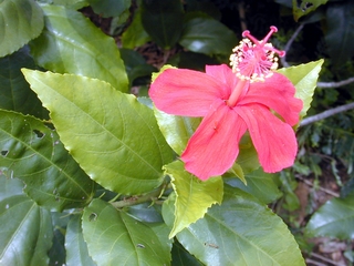 native red hibiscus (EBG)
