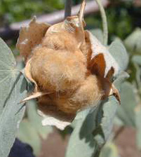 hairy seeds in capsule (EBG)