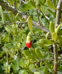 developing red fruit of `ohelo kai 
