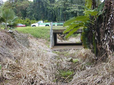 Photo 8 -- Kamo`oali`i Stream at Hoomaluhia Botanical Garden access road