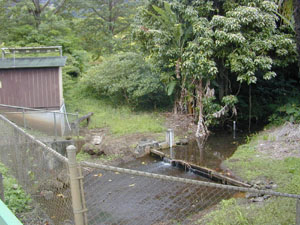 Photo 8. Luluku Stream at Hoomaluhia Park Road