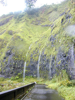 Old Pali Road with rainfall fed waterfalls (Nov. 27, 2001)