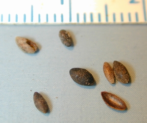 unidentified seed