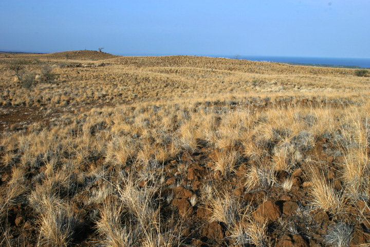 native Eragrostis grass