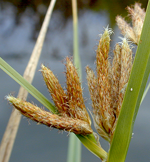 Bulboschoenus maritimus flower heads