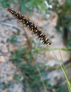 buffelgrass flowers