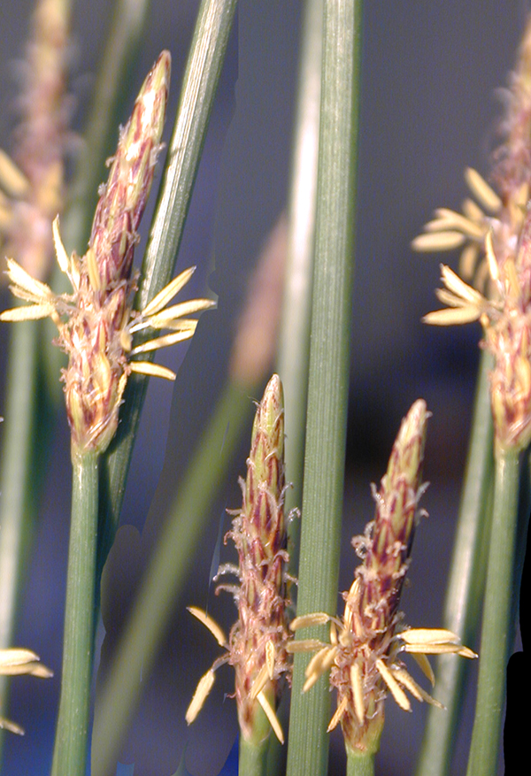 sedge flowers