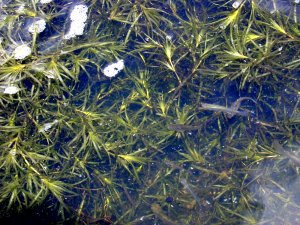 Hydrilla in Kawa Stream