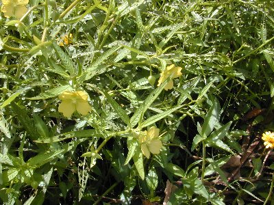 Ludwigia octovalvis with flowers