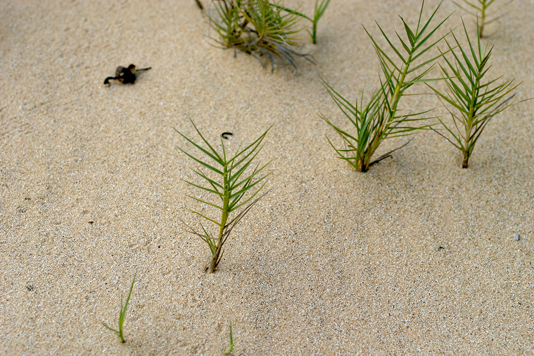 Dune grass on Kauai