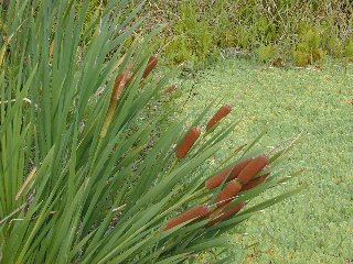 cattails