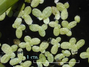 duckweed (Lemna) in Kawai Nui Marsh