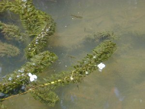 Elodea in Kawa Stream (EBG)