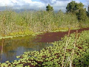 Kawai Nui canal from the levee trail