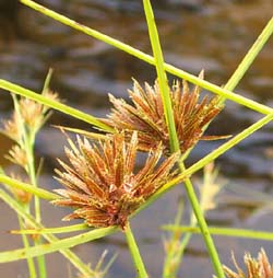 Cyperacea (sedge) in flower