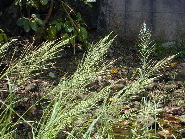 Leptochloa uninervia