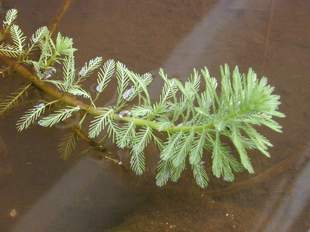 emergent leaves of parrot's feather