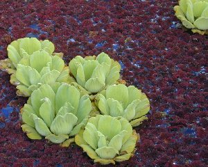 Pistia floating among red tinged Azolla, Kawai Nui