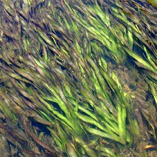 Vallisneria in Manoa Stream (note flower)