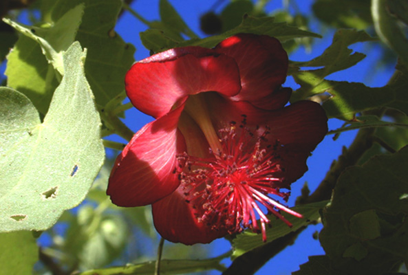 endangered Abutilon flower