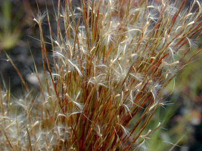 grass dispersing fruits