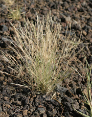 Aristida adscensionis habit