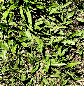 Fig. 21E. Axonopus compressus lawn Axonopus compressus plants