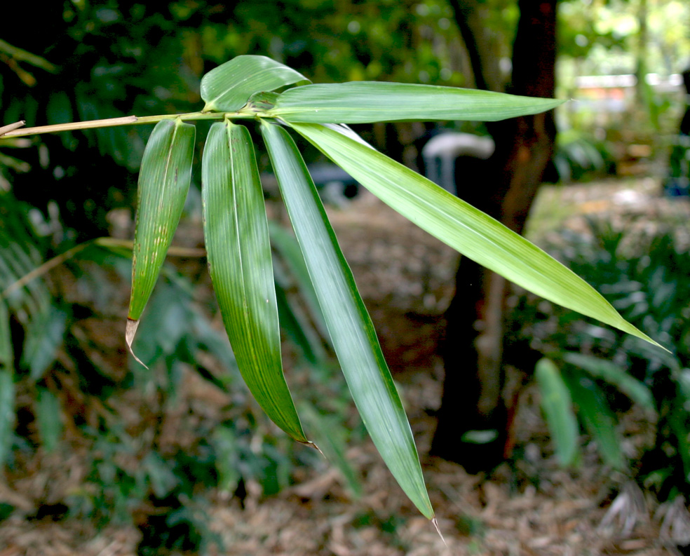 bamboo leaves