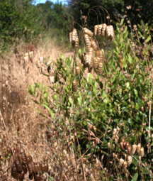 Briza maxima spikelets