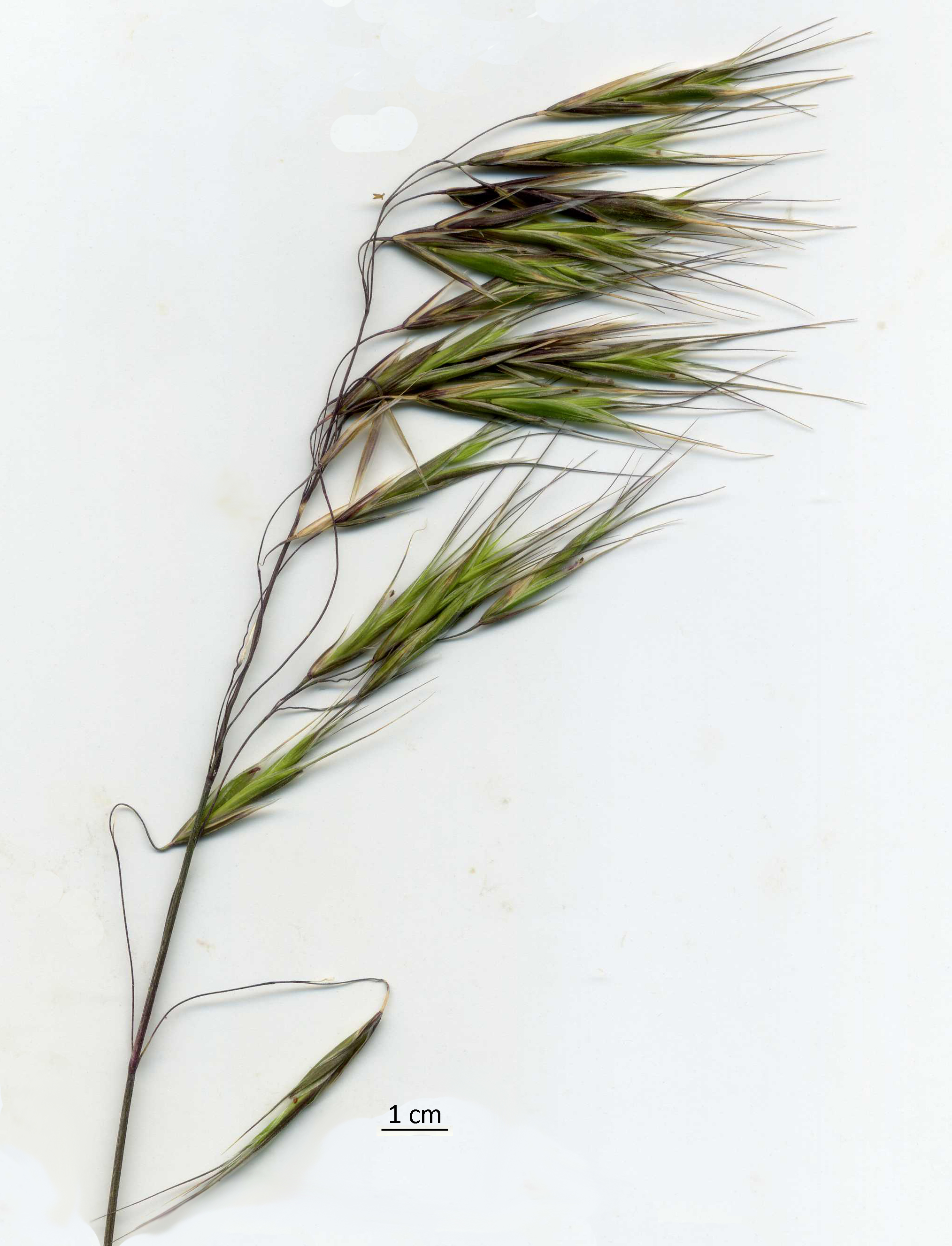 Bromus tectorum spikelets