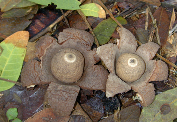 earthstar fungus