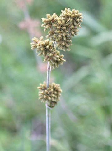 Fuirena inflorescence