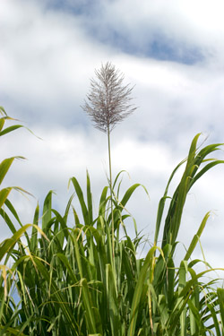 sugar cane panicle