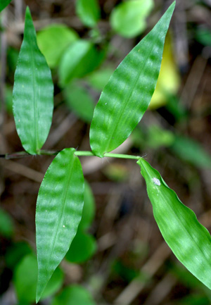 leaves of basketgrass