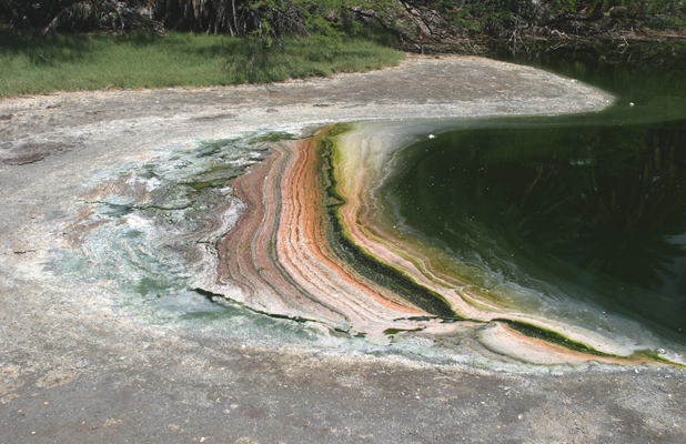 algae surface on saline pond