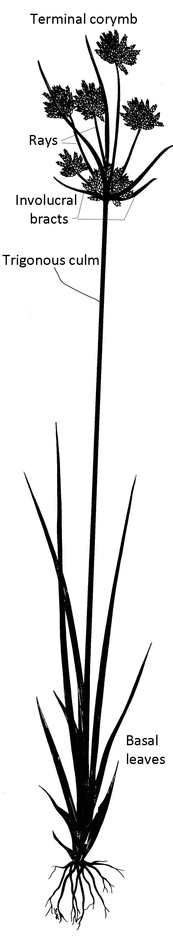 Sedge habit (typical)