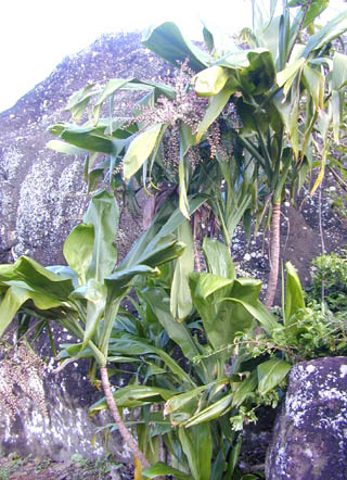 Ki next to the highest rock at Nā Pōhaku o Hauwahine