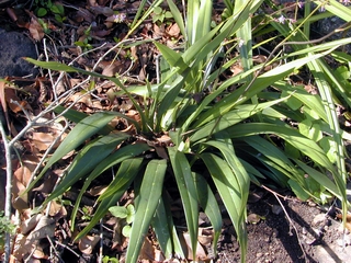 Dianella sandwicensis