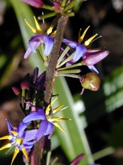 `uki`uki flowers up close