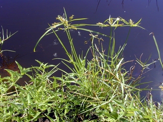 Pycreus polystachyos