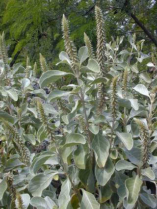 A. splendens (EBG)