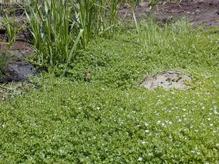 `Ae`ae grows along the margins of the wetland