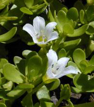 `Ae`ae close-up
