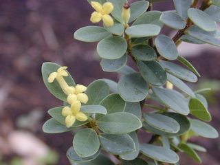 akia (EBG)
