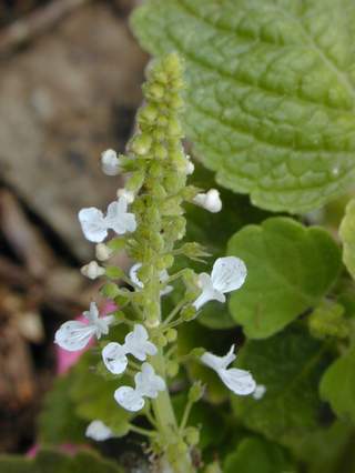 spurflower (ebg)