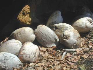 embryonic palm trees await nature's call