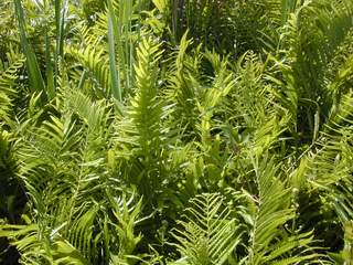 neke fern