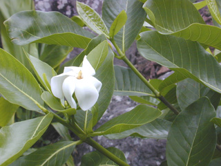 noni (EBG)