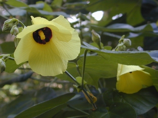 native red hibiscus (EBG)