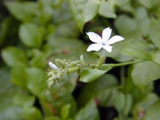 native plumbago (EBG)
